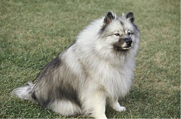 犬中王者——荷兰毛狮犬_百科TA说
