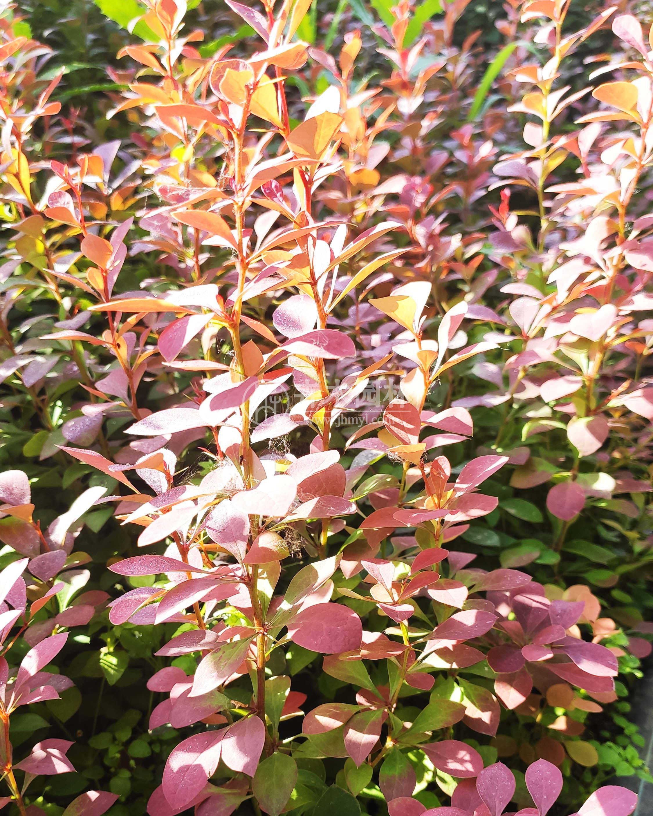 thunbergii atropurpurea)是小檗科小檗属落叶灌木植物