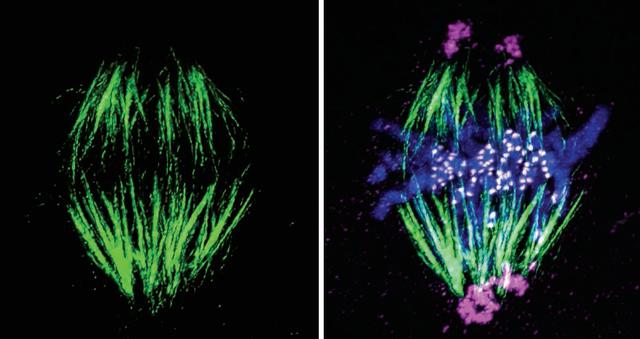  p>纺锤体(spindle apparatus),形似纺锤,是产生于 a href="#">细胞