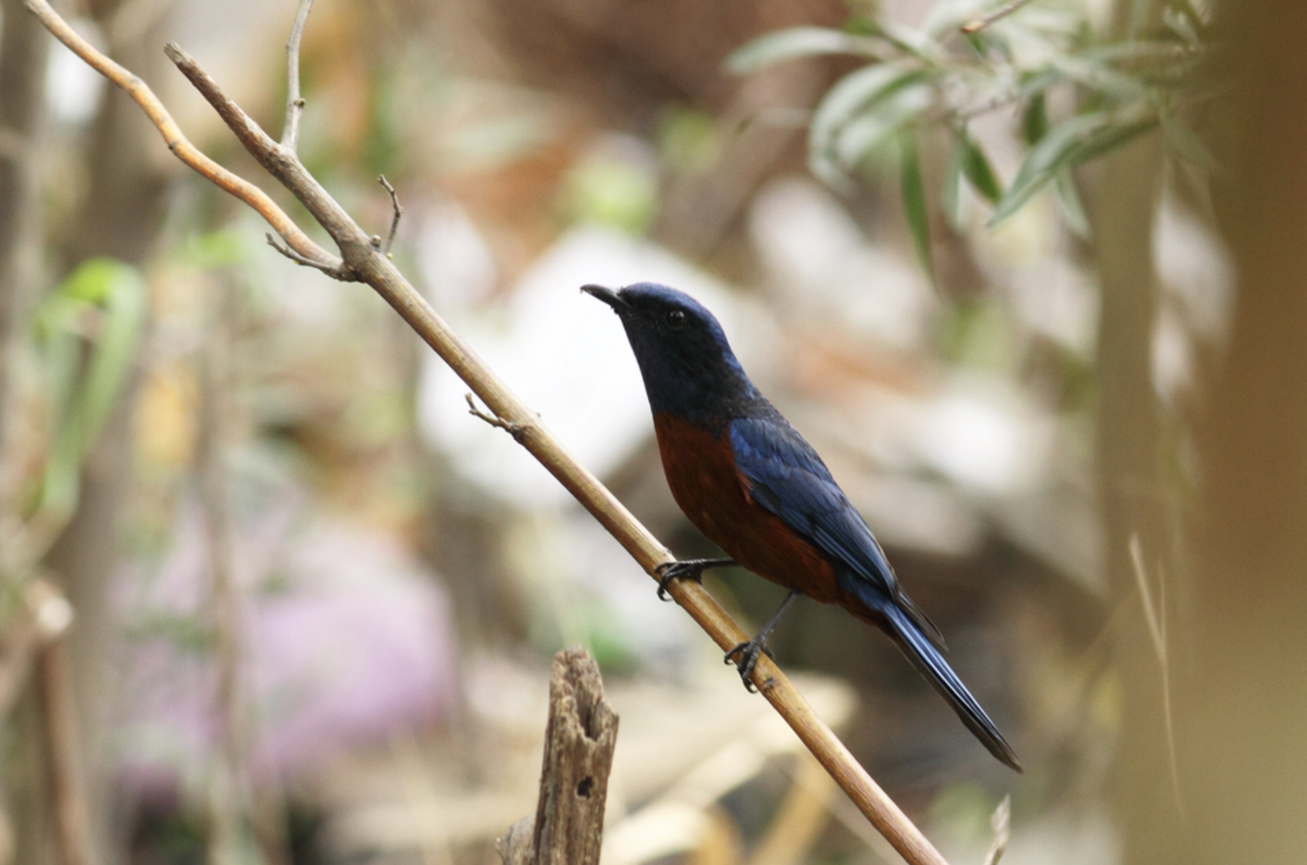  p>栗腹矶鸫(学名: i>monticola rufiventris /i>)是鸫科,矶鸫属小型