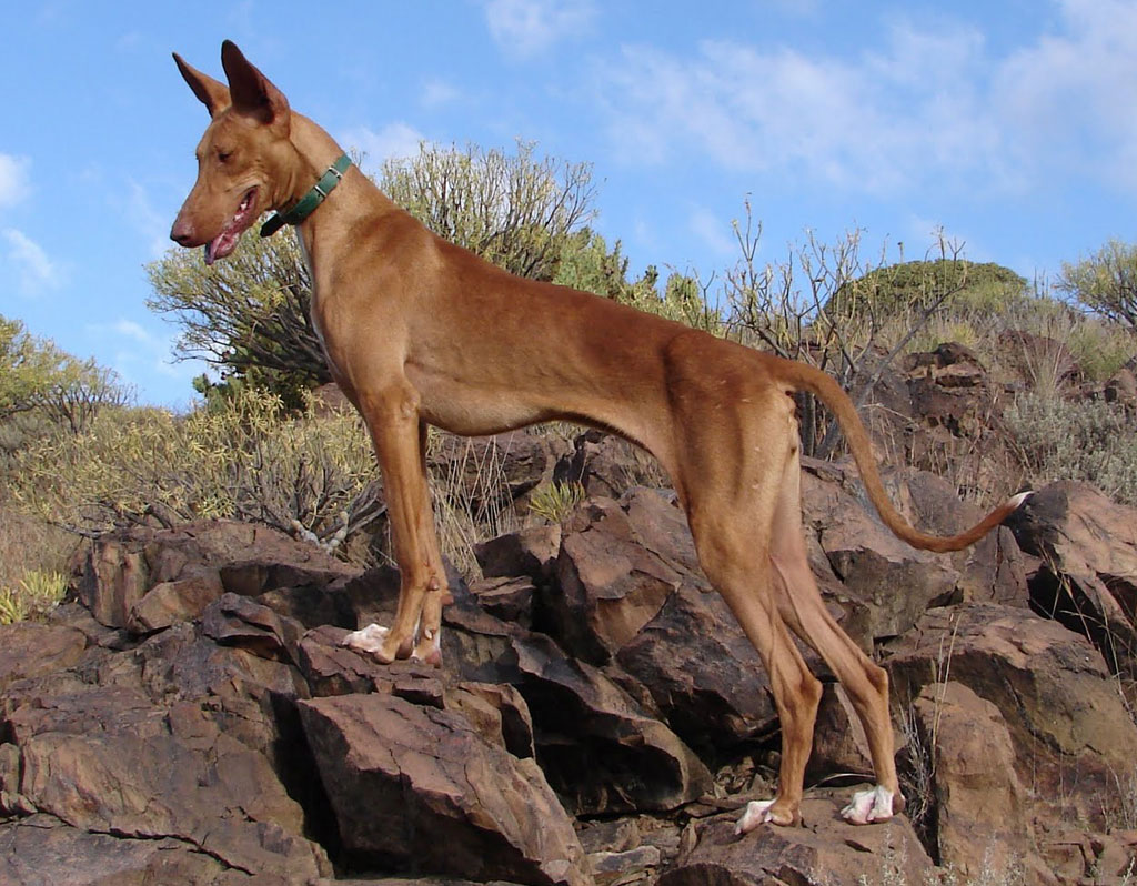 加那利沃伦猎犬