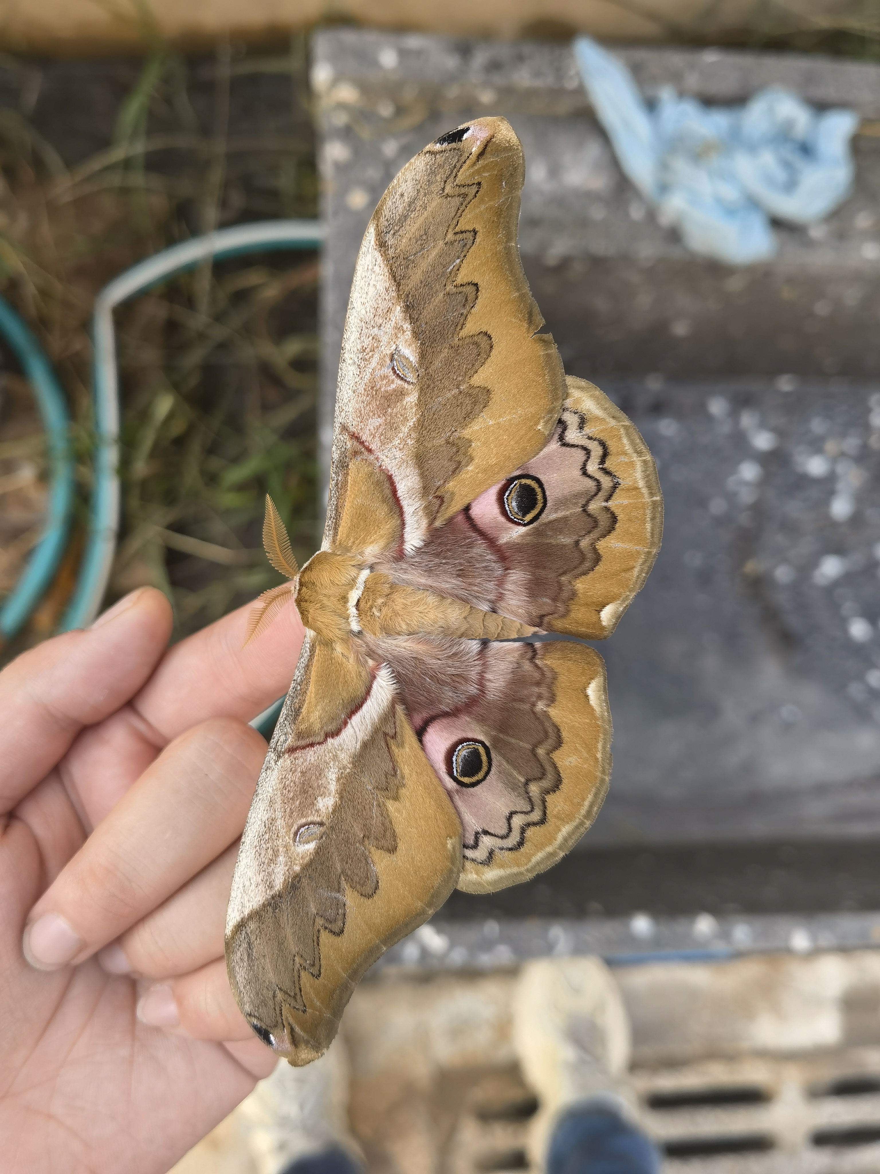  p>双黑目天蚕蛾, i>caligula japonica  /i>(moore, 1872), a target