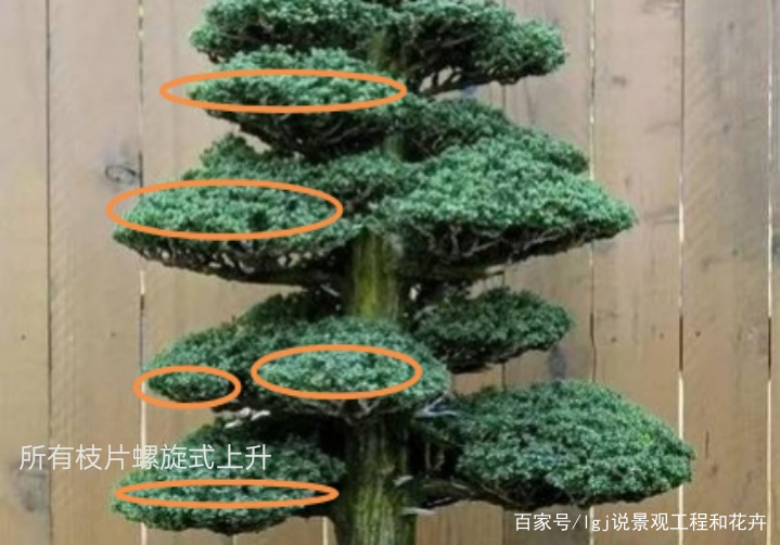 不理解枝条分布？大白话说盆景枝条，掌握这4点，哪种造型都不难_百科TA说