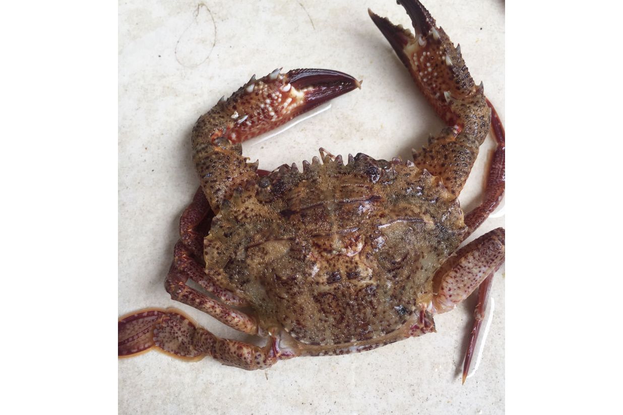 小型毛刺蟹