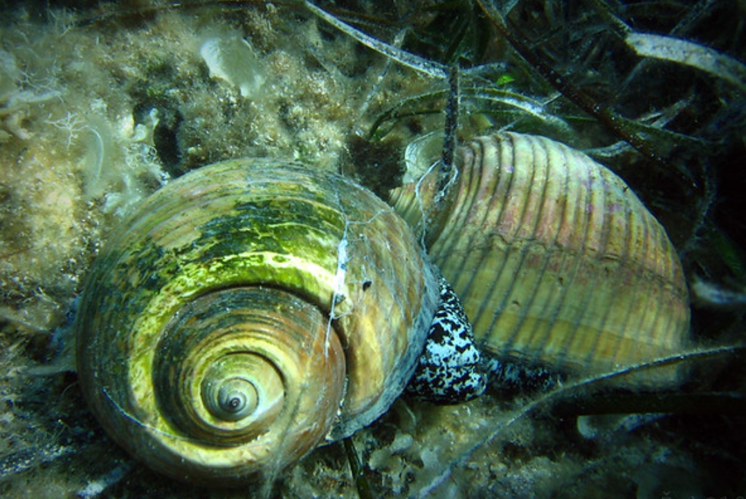  p>栗色鹑螺(学名: i>tonna galea /i>):是玉黍螺目,鹑螺科,鹑螺属的