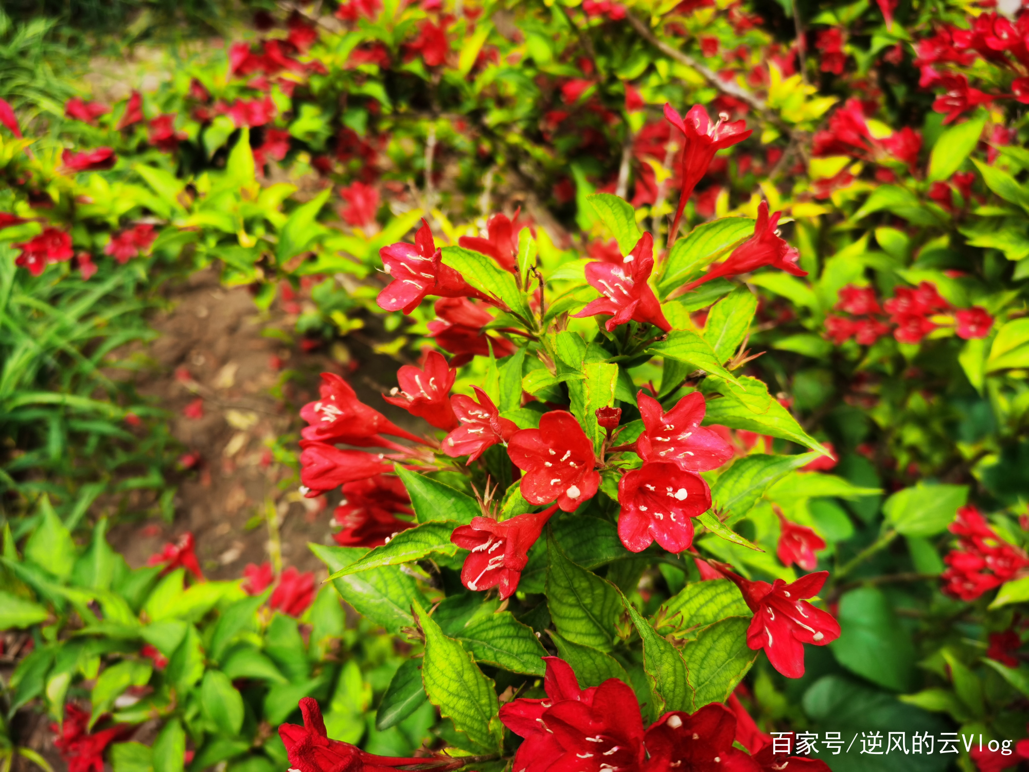 这些花很常见 大家看下认识吗 百科ta说