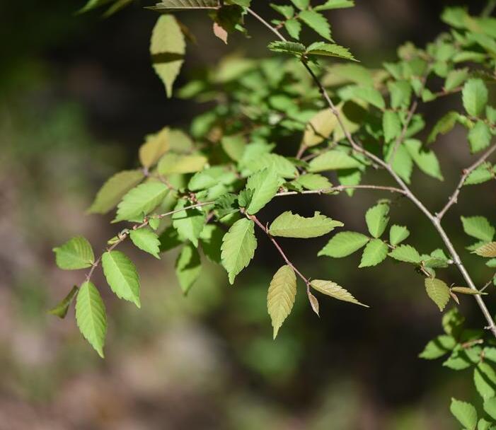  p>大果榉(学名: i>zelkova sinica  /i>schneid)是榆科,榉属乔木