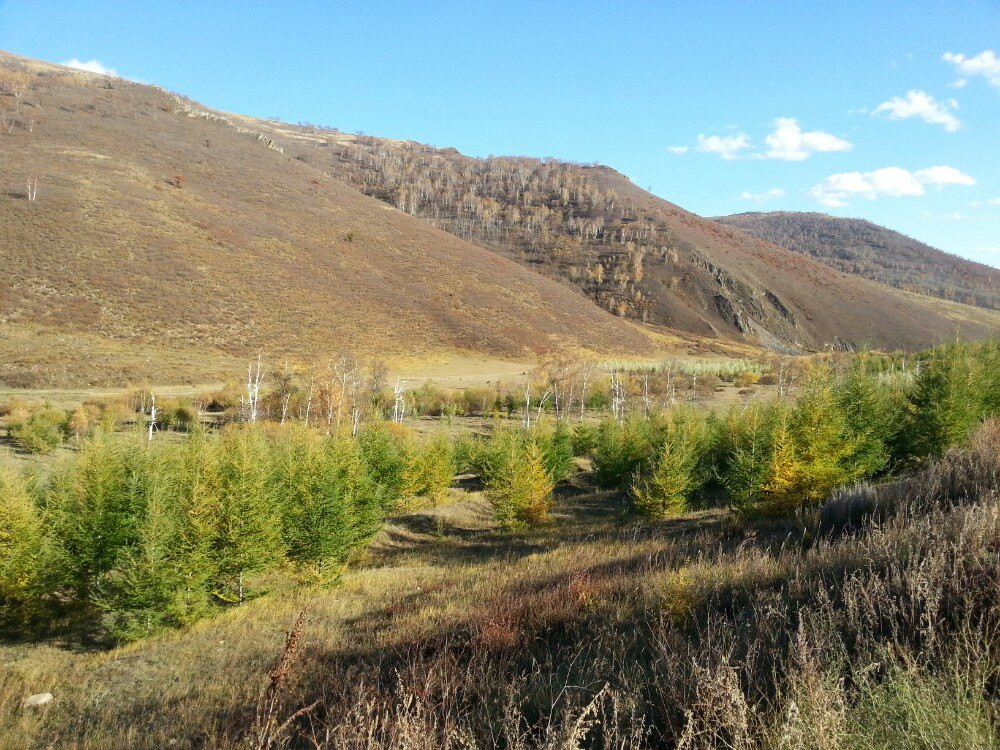 沙地云杉克什克腾群体1