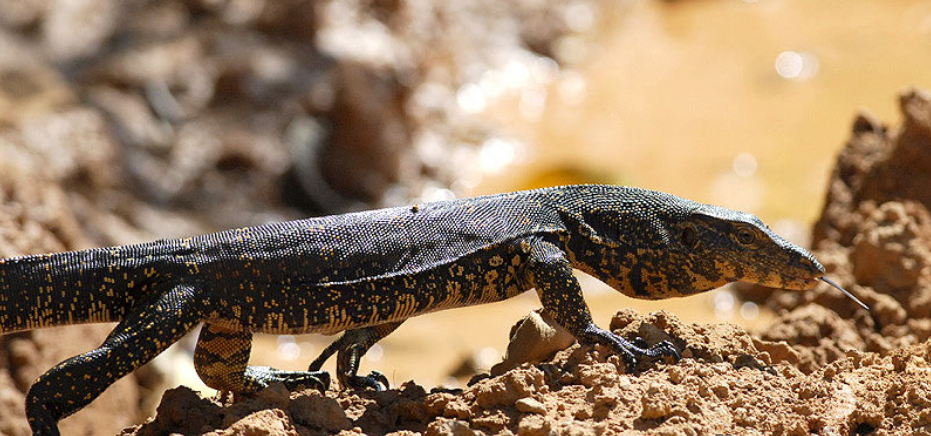  p>圆鼻巨蜥(学名: i>varanus salvator /i>)是巨蜥科,巨蜥属动物.
