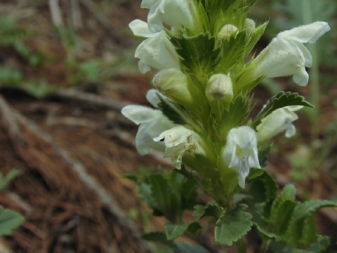  p>白花枝子花(学名: i>dracocephalum heterophyllum  /i>benth.