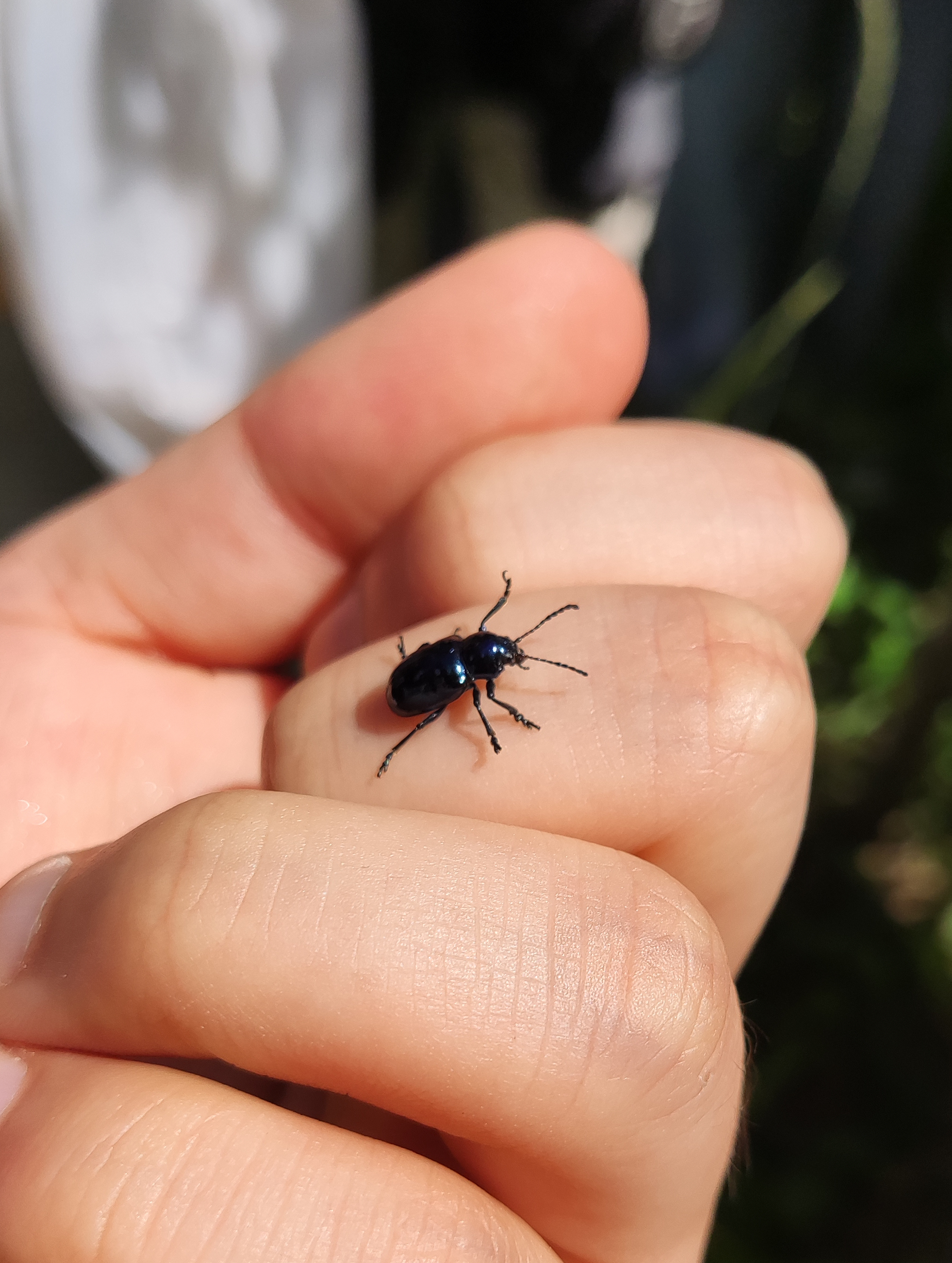 中华萝蘑肖叶甲