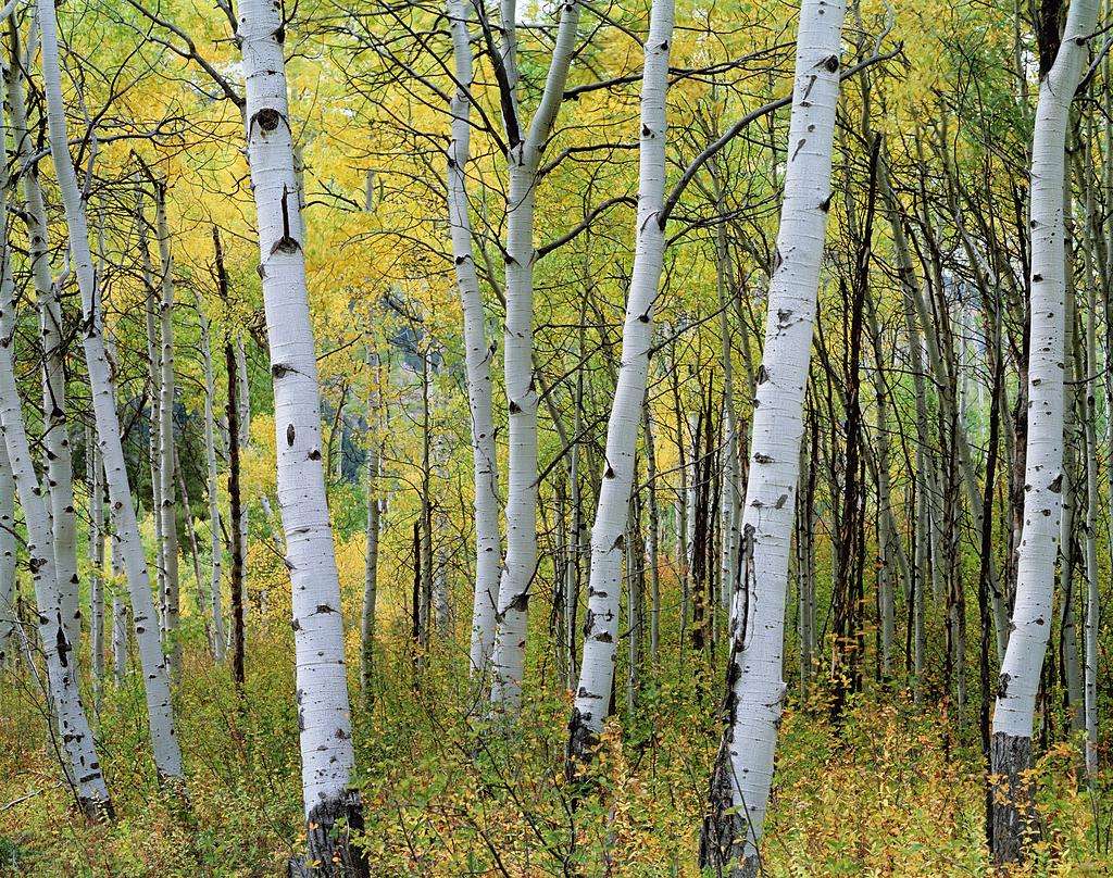  p>山杨(学名: i>populus davidiana  /i>dode )是 a href="#">杨柳科