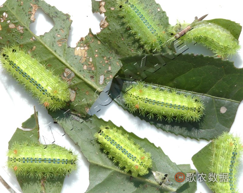 又名青刺蛾,绿刺蛾.