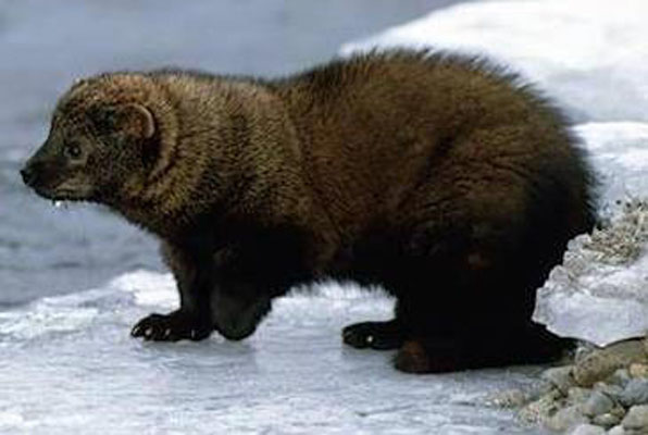  p>渔貂(学名: i>martes pennanti /i>):体型似 a target="_blank"