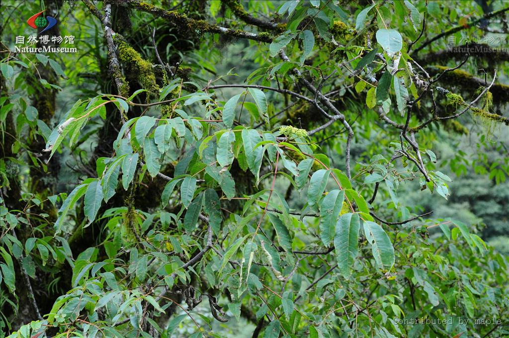  p> a target="_blank" href="/item/芸香">芸香 /a>科(学名:rutaceae