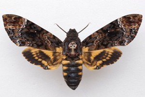  p> span class="ref" data-ctrid="2xp4n09o4xd">鬼脸天蛾,学名: 