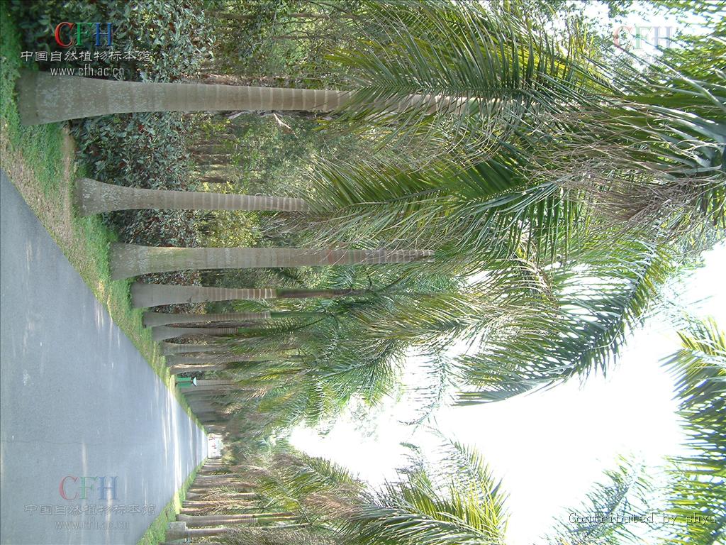  p>王棕属( a target="_blank" href="/item/学名/8074290" data