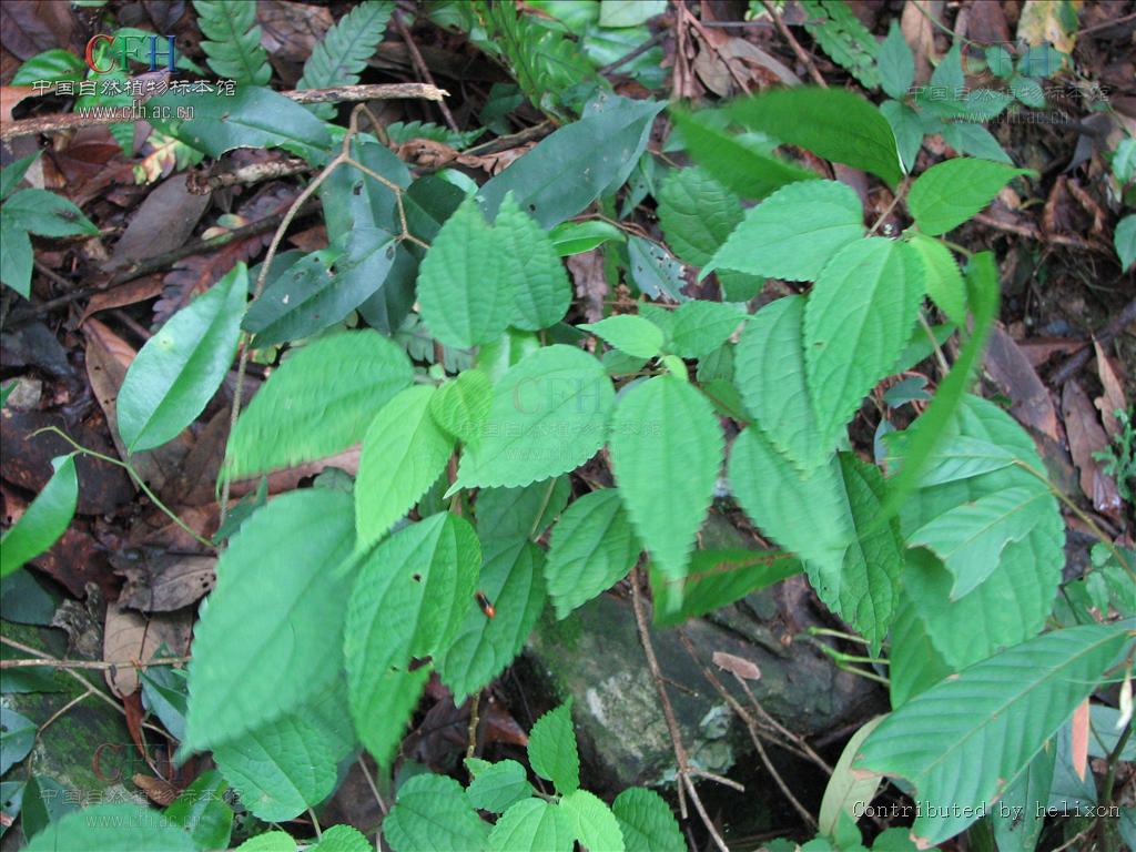 boehmeria clidemioides miq.