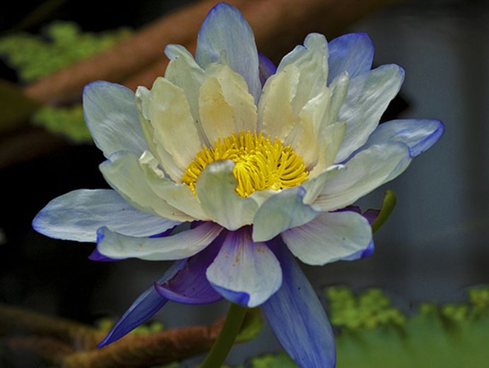  p>黑睡莲(学名: i>nymphaea /i>  i>atrans /i> s.w.l.