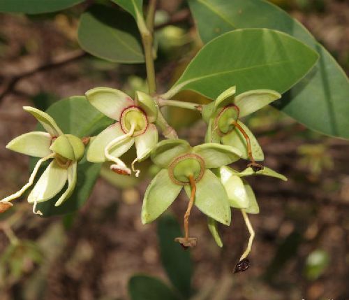  p>无瓣海桑(学名: i>sonneratia apetala /i>  buch.-ham. a>.