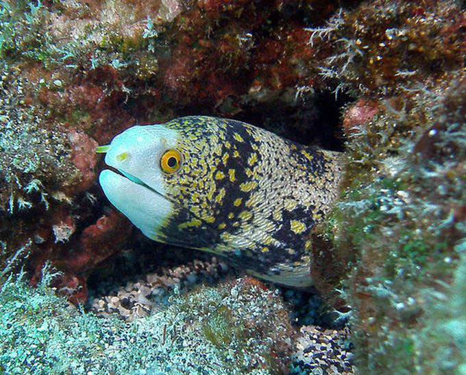  p>雪花蛇鳝(学名: i>echidna nebulosa /i>):体延长而呈圆柱状,尾部