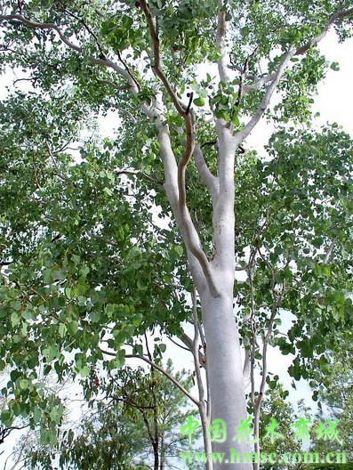 eucalyptus platyphylla f. v. muell.