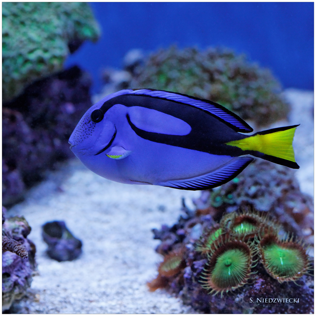  p>黄尾副刺尾鱼(学名: i>paracanthurus hepatus /i>)体侧扁,口小.