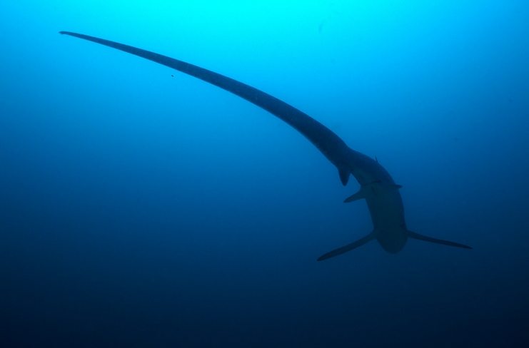  p>浅海长尾鲨(学名: i>alopias pelagicus /i>)是长尾鲨科,长尾鲨属