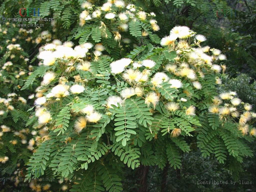  p>山合欢(拉丁学名:albizia kalkora (roxb.