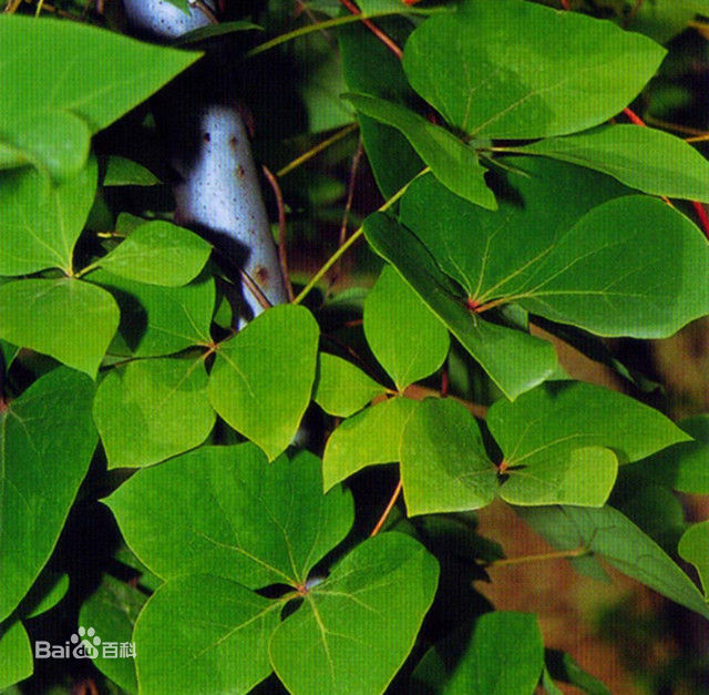  p>亦称"红藤",只有一属唯一种,生长在中国南方各省.