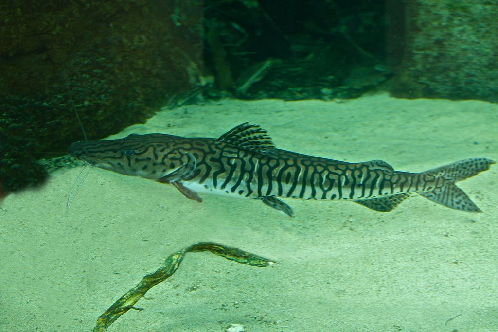 1766) ,为 a>辐鳍鱼纲 /a> a>鲶形目 /a> a>长须鲶科 /a>的一种 a