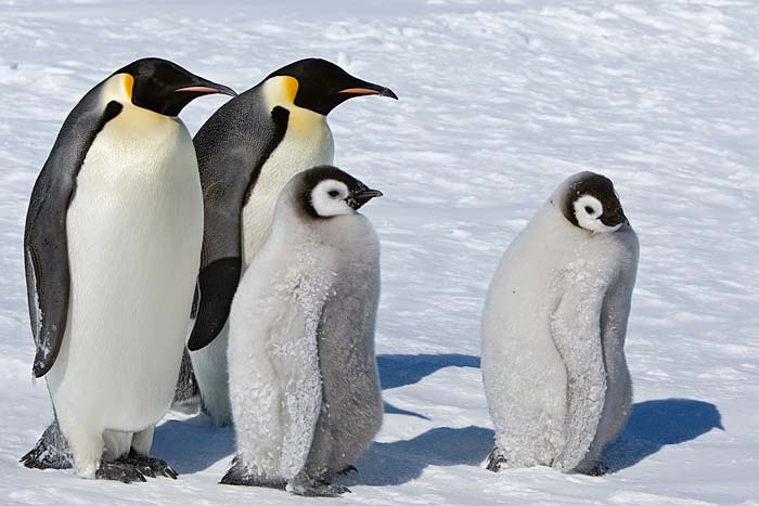  p data-id="gnsqdxvtmd">帝企鹅(学名: i>aptenodytes forsteri /i>)