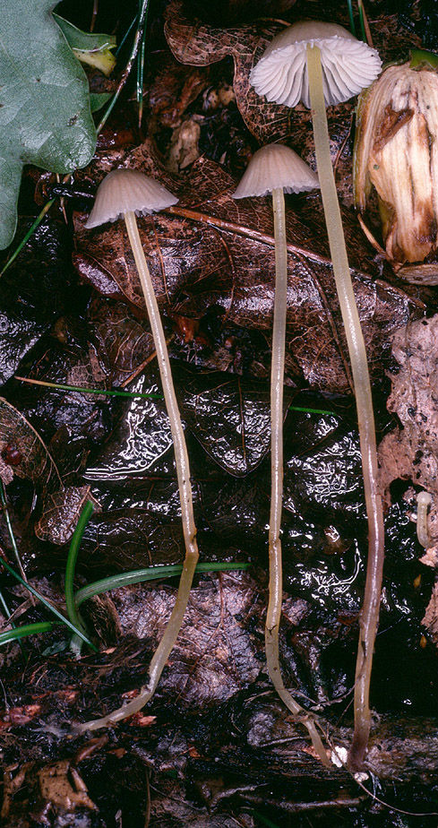  p>黄柄小菇,拉丁学名为mycena epipterygia (scop.) gray,属白蘑科.