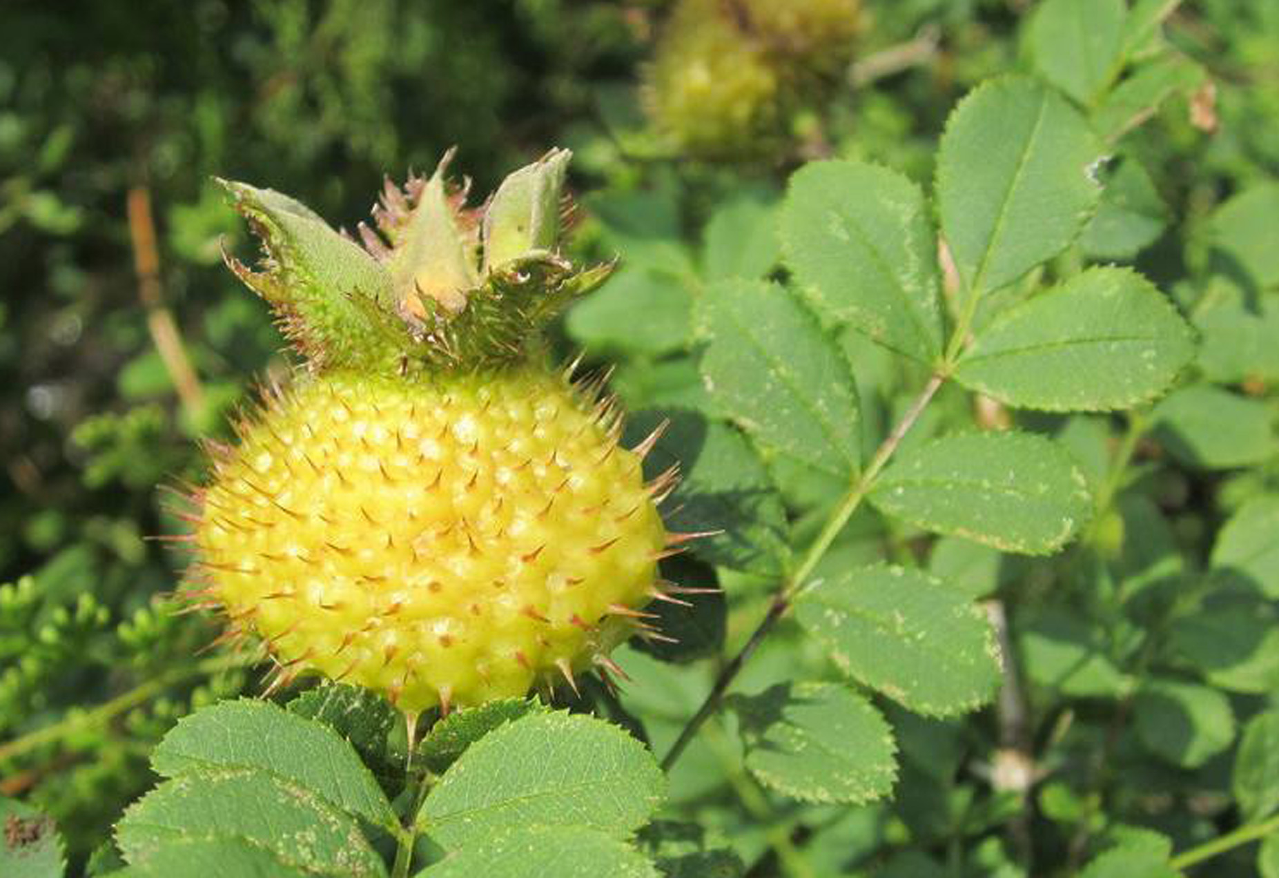 英文名:roxburgh)系蔷薇科落叶灌木植物,别名缫丝花,刺蘑,山刺梨,赛