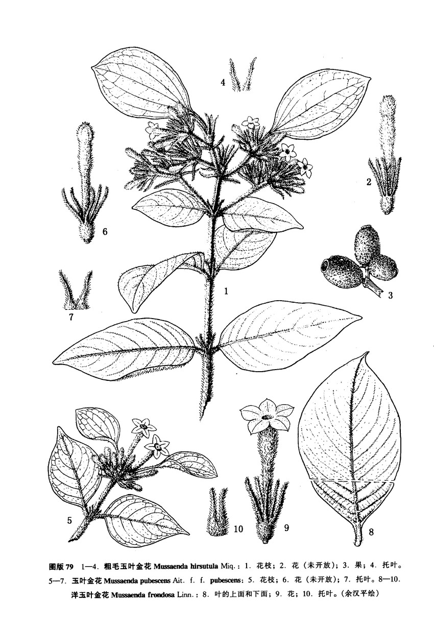 玉叶金花(原变型)