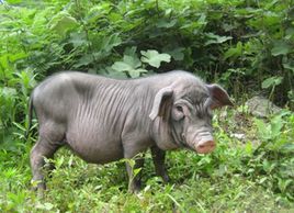  p data-id="gn3oziujqf">贵州省黔东南州从江县西山镇西山镇大丑村