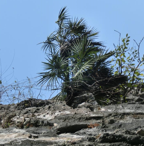  p>石山棕( i>guihaia argyrata /i> (s. k. lee et f. n. wei) s. k.