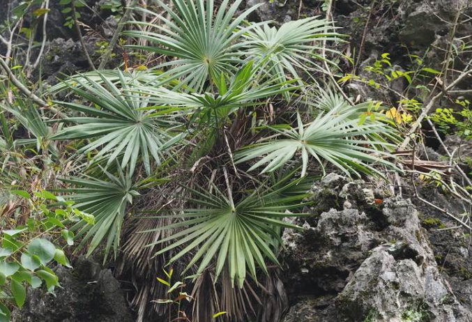  p>石山棕( i>guihaia argyrata /i> (s. k. lee et f. n. wei) s. k.