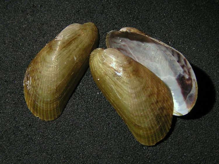 musculus senhousei