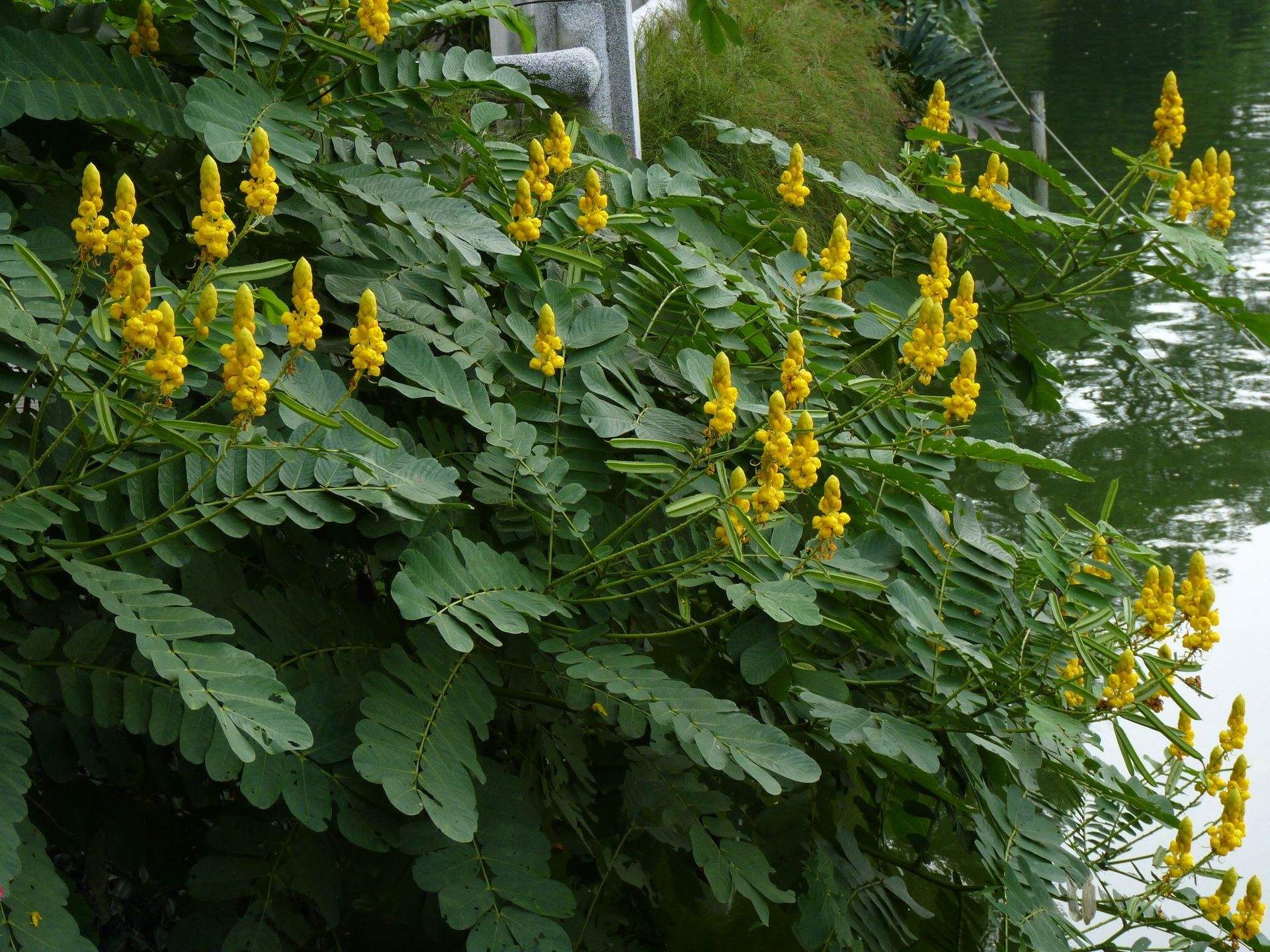 irwin & barneby)是豆科决明属植物,常绿小乔木,高约5米;嫩枝密