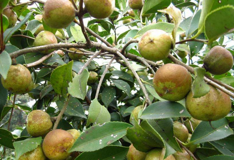 高产油茶品种(高产油茶品种哪种优)