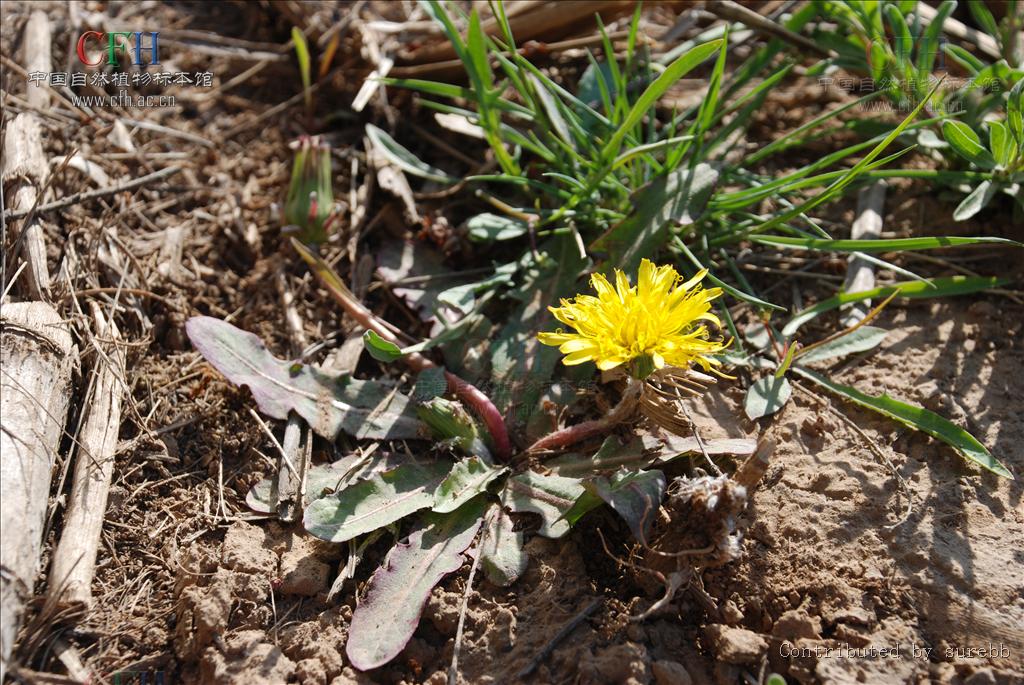 是菊科 a href="#" data-lemmaid="3115032">蒲公英属 /a>多年生草本