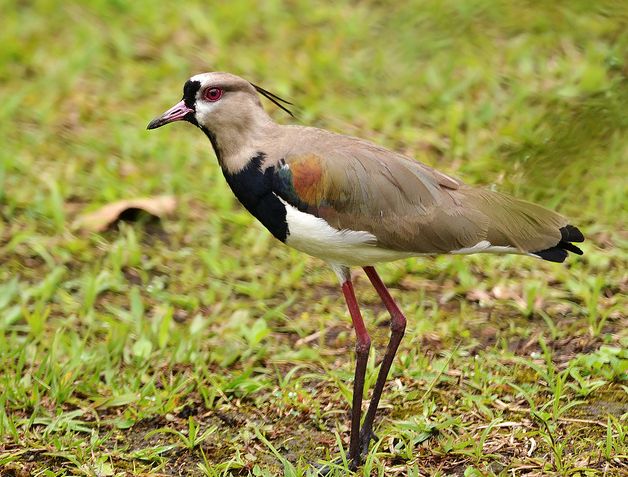 p>凤头距翅麦鸡(学名: i>vanellus chilensis /i>):属于中型 a href=