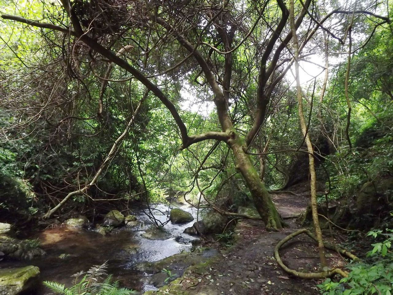  p>巨藤(calamus giganteus becc.