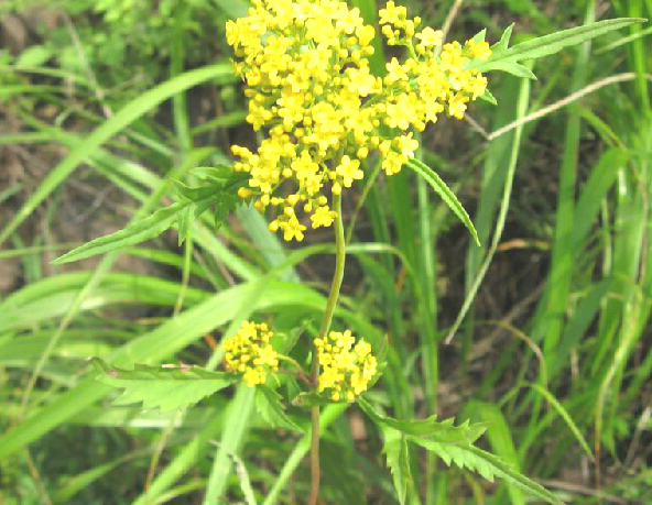 patriniarupestrissubsp.rupestrisjuss.