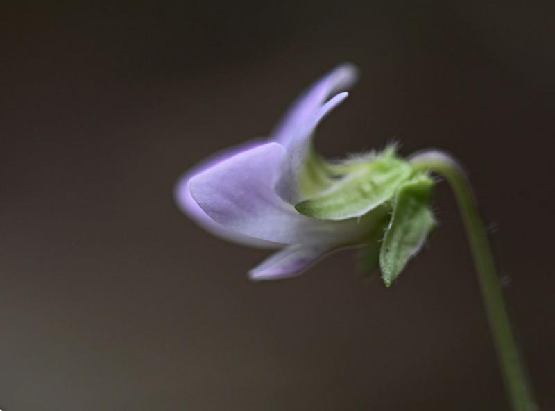  p>匍茎堇菜,植物,堇菜科,分布于长江流域以南各省,生于山地沟旁,路边
