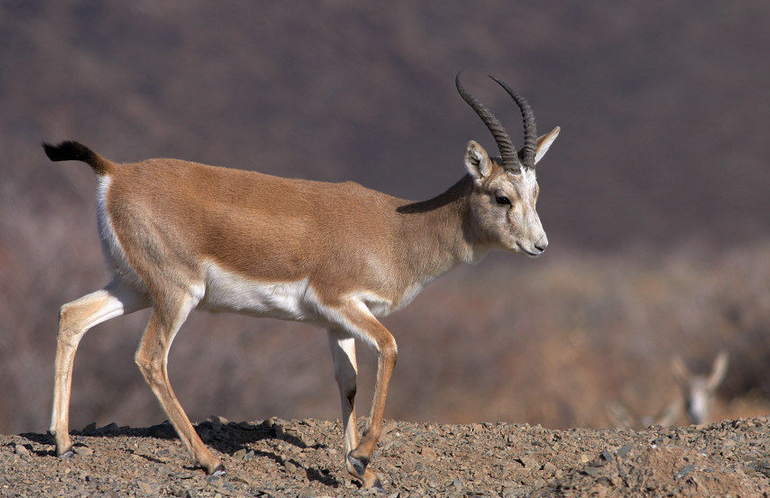  p>鹅喉羚角长约30厘米左右.略弯曲,近尖端略直.