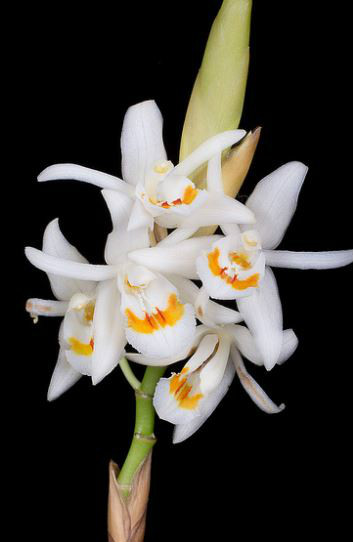  p>双褶贝母兰(学名: i>coelogyne stricta /i>  (d. don) schltr.