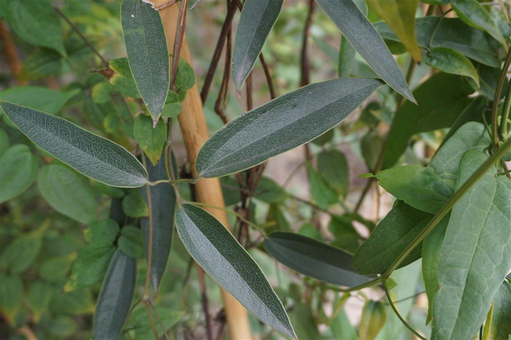 山木通无性系1号