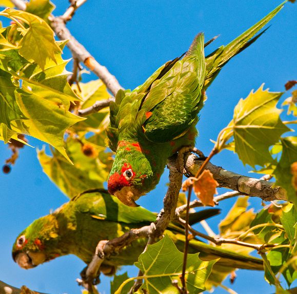 米特雷锥尾鹦鹉